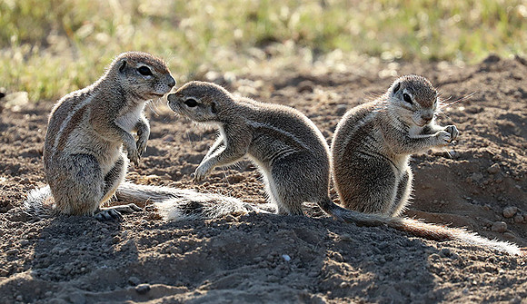 Ongava Game Reserve