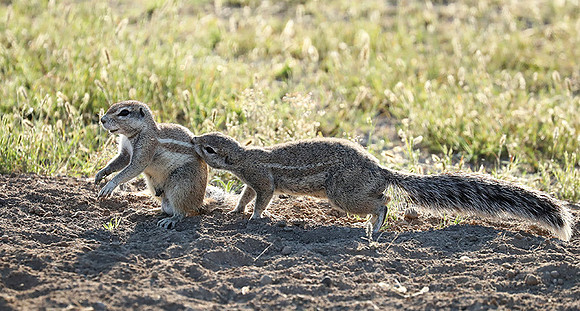 Ongava Game Reserve