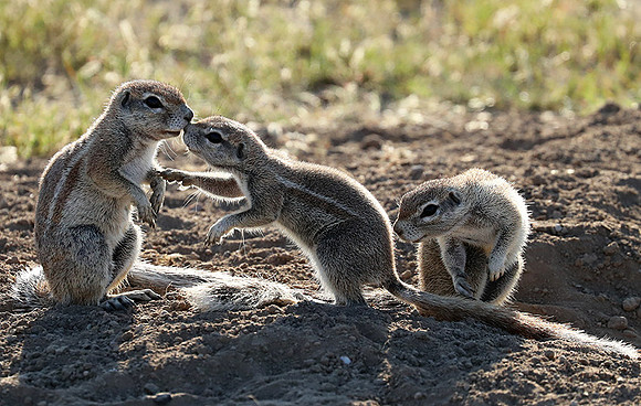 Ongava Game Reserve