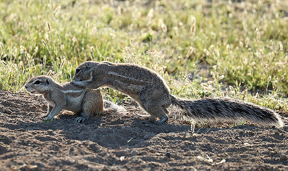 Ongava Game Reserve