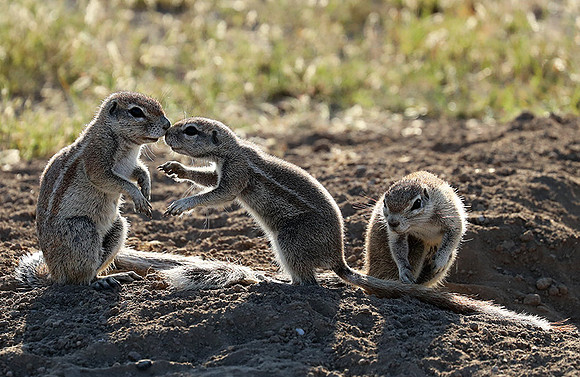 Ongava Game Reserve