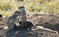 Ongava Game Reserve