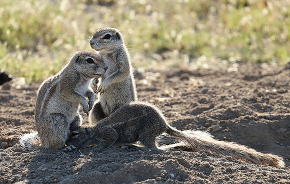 Ongava Game Reserve