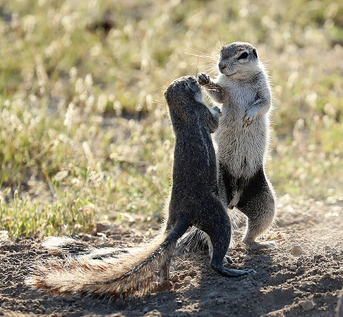 Ongava Game Reserve