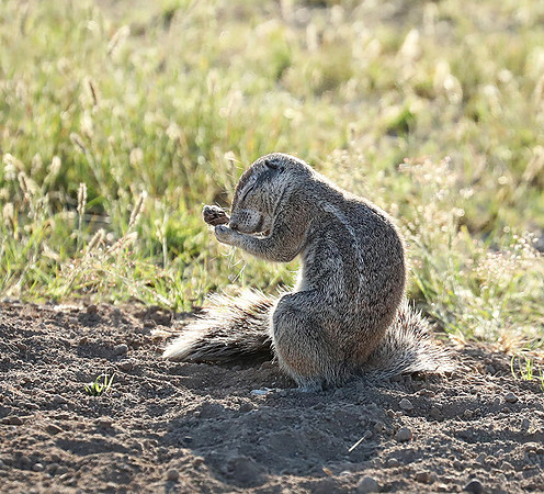Ongava Game Reserve