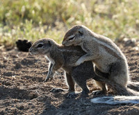 Ongava Game Reserve