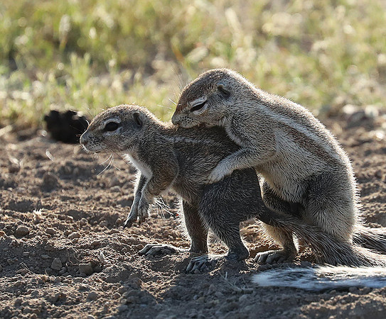 Ongava Game Reserve
