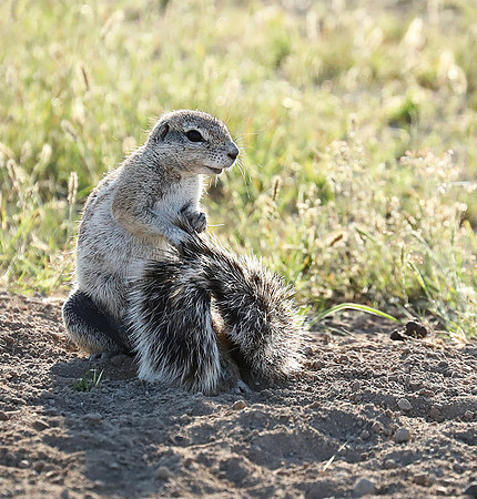Ongava Game Reserve
