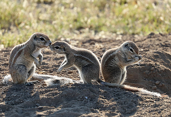 Ongava Game Reserve