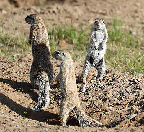 Ongava Game Reserve