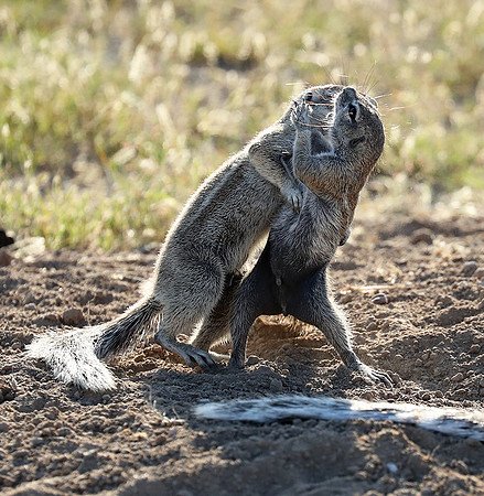 Ongava Game Reserve