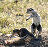 Ongava Game Reserve