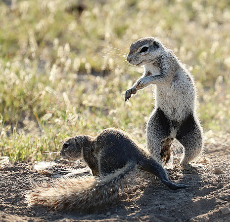 Ongava Game Reserve
