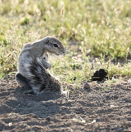 Ongava Game Reserve