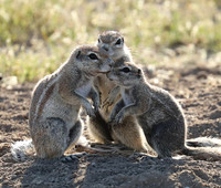 Ongava Game Reserve