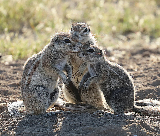 Ongava Game Reserve