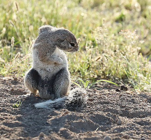 Ongava Game Reserve
