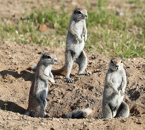 Ongava Game Reserve