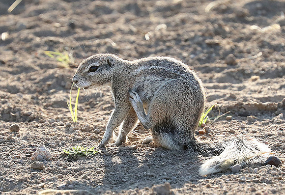 Ongava Game Reserve