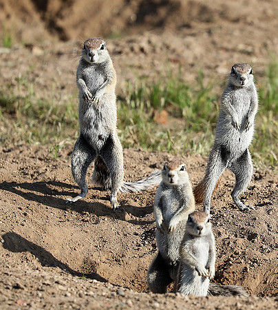 Ongava Game Reserve