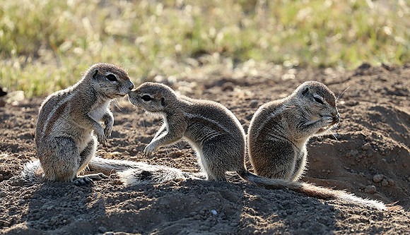 Ongava Game Reserve