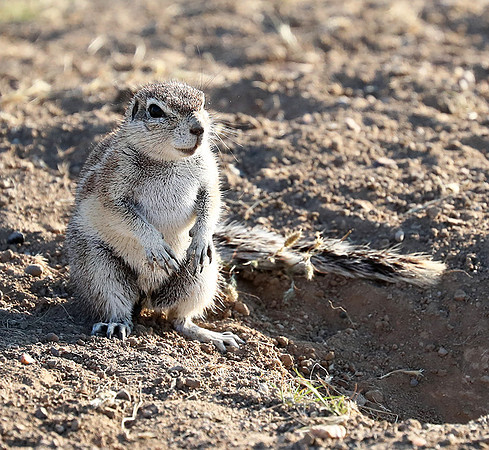 Ongava Game Reserve
