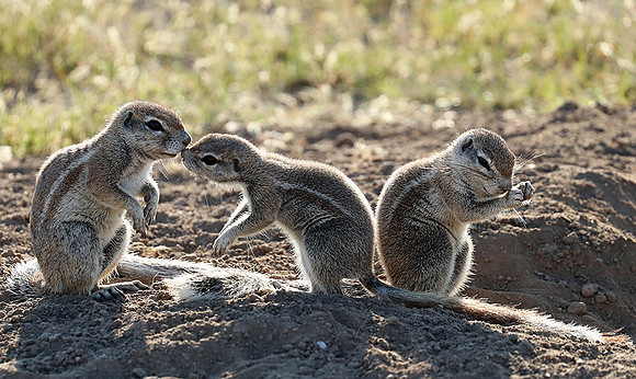 Ongava Game Reserve