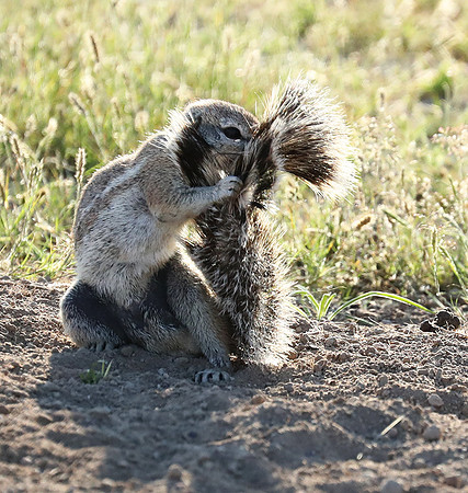 Ongava Game Reserve