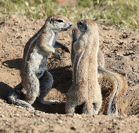 Ongava Game Reserve