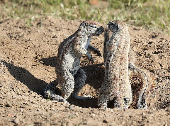 Ongava Game Reserve