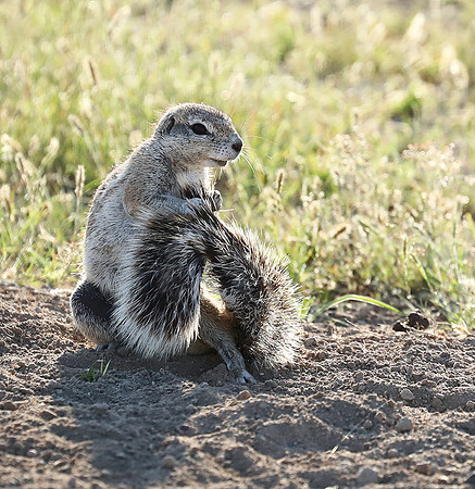Ongava Game Reserve