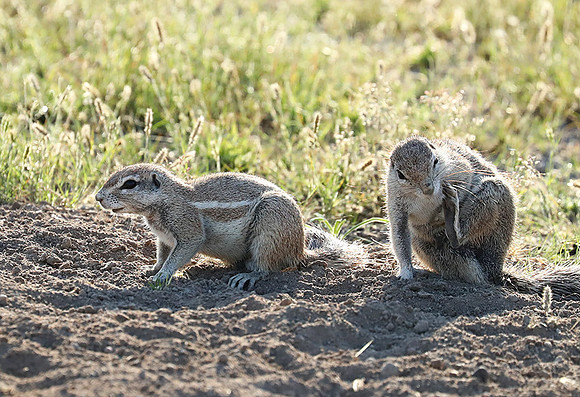 Ongava Game Reserve