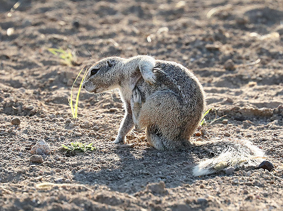 Ongava Game Reserve