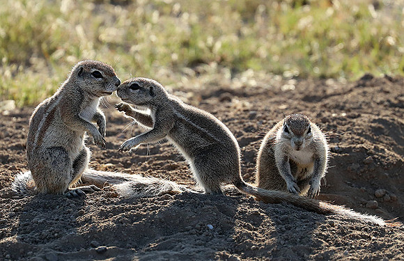 Ongava Game Reserve