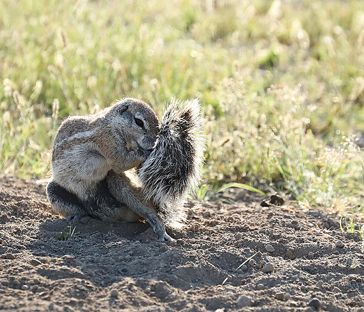 Ongava Game Reserve
