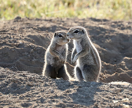 Ongava Game Reserve