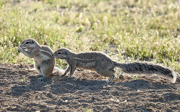 Ongava Game Reserve