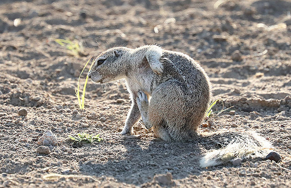 Ongava Game Reserve