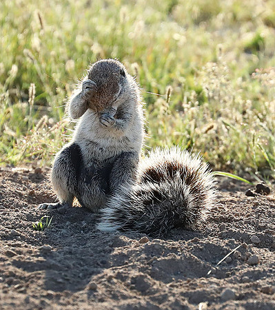 Ongava Game Reserve