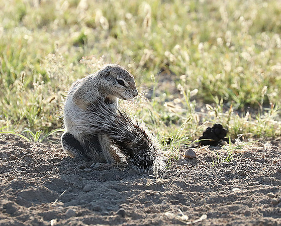 Ongava Game Reserve