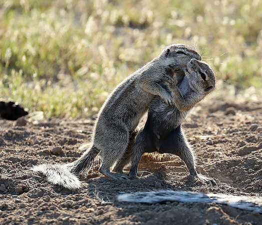 Ongava Game Reserve