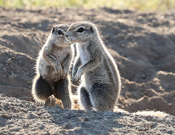 Ongava Game Reserve