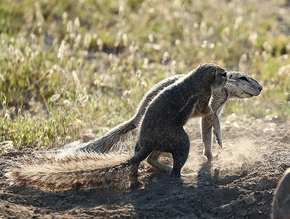 Ongava Game Reserve
