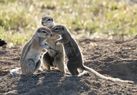 Ongava Game Reserve