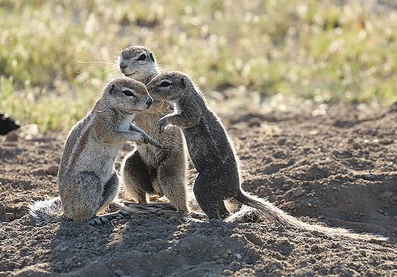 Ongava Game Reserve