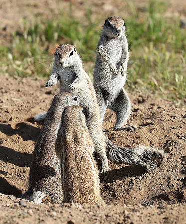 Ongava Game Reserve