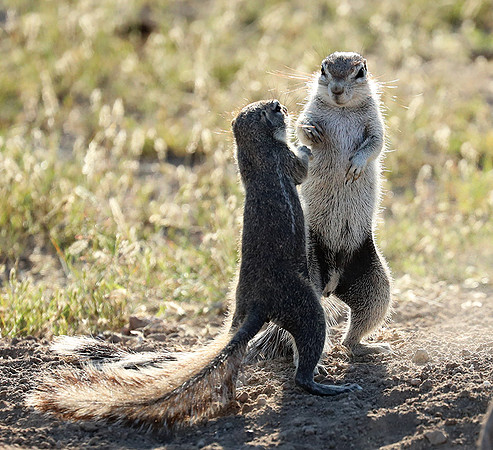 Ongava Game Reserve