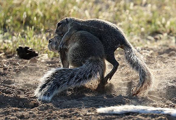 Ongava Game Reserve