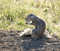 Ongava Game Reserve