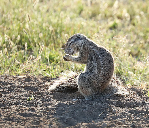 Ongava Game Reserve